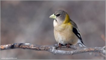 Evening Grosbeak (Hesperiphona vespertina) female by Raymond Barlow
