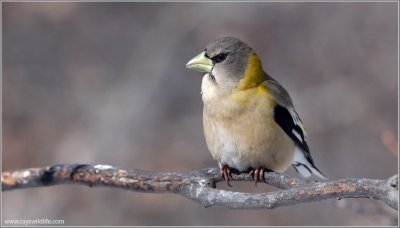 Evening Grosbeak (Hesperiphona vespertina) female by Raymond Barlow