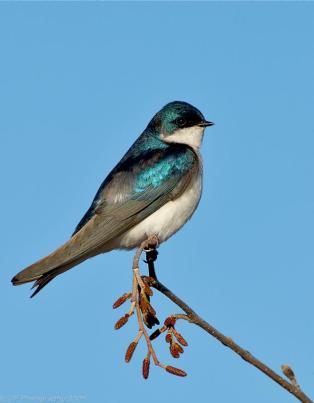 Tree Swallow (Tachycineta bicolor) by J Fenton