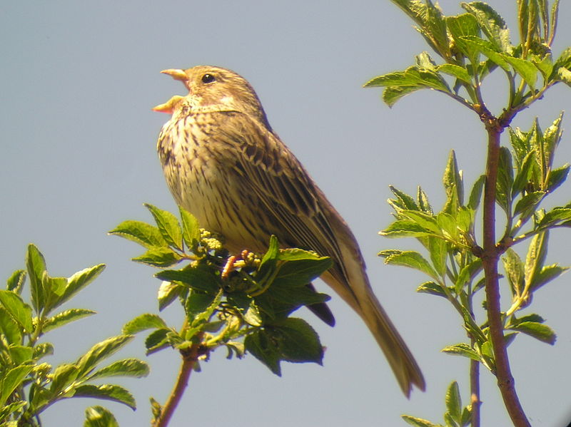 Corn Bunting (Emberiza calandra) ©WikiC