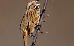 Vol. 2, No. 3 – How The Birds Secured Their&nbsp;Rights