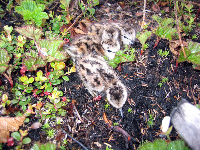 Lesser Yellowlegs (Tringa flavipes) chicks ©WikiC