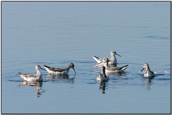 Wilson's Phalarope (Phalaropus tricolor) by Daves BirdingPix