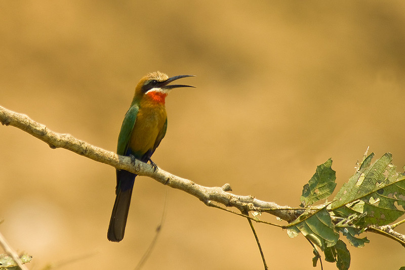 White-fronted Bee-eater (Merops bullockoides) by Africaddict