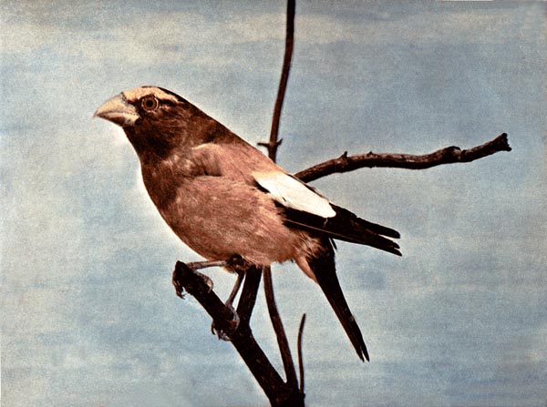 The Evening Grosbeak by Birds Illustrated by Bird Photography, 1897