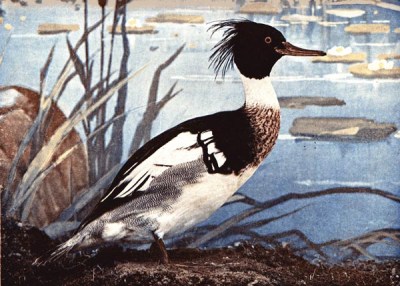 Red-breasted Merganser from Birds Illustrated by Color Photography Red-breasted Merganser from Birds Illustrated by Color Photography