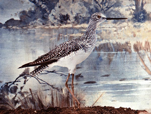 Lesser Yellow Legs for Birds Illustrated by Color Photography - From col. F. M. Woodruff.