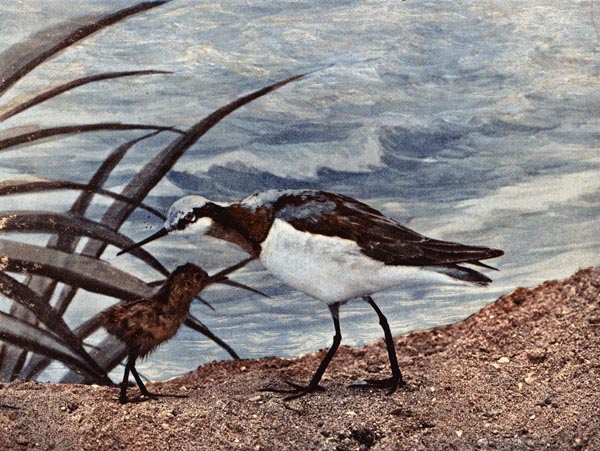 Wilson's Phalarope for Birds Illustrated by Color Photography