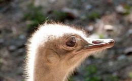 Birds of the Bible – The Common&nbsp;Ostrich