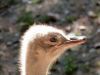 Common Ostrich (Struthio camelus) Head at Riverbanks Zoo SC by Lee