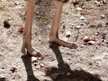 Common Ostrich (Struthio camelus) Foot at Riverbanks Zoo SC by Lee