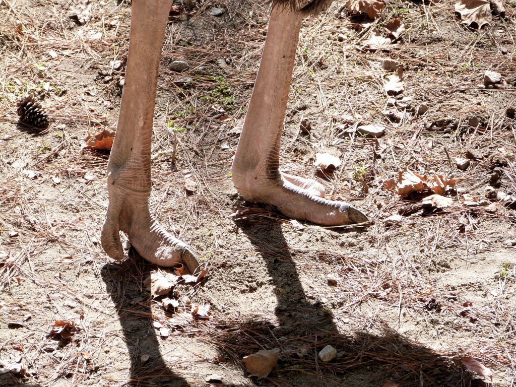 Common Ostrich (Struthio camelus) Foot at Riverbanks Zoo SC by Lee