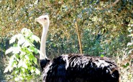 Are Ostriches Stupid ? – Creation&nbsp;Moments