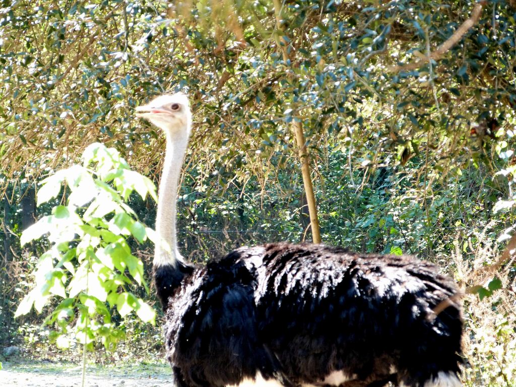 Common Ostrich (Struthio camelus) at Riverbanks Zoo SC by Lee