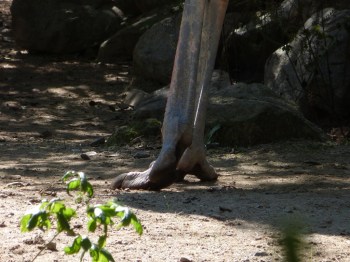 Common Ostrich (Struthio camelus) Foot at Riverbanks Zoo SC by Lee