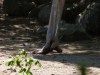 Common Ostrich (Struthio camelus) Foot at Riverbanks Zoo SC by Lee