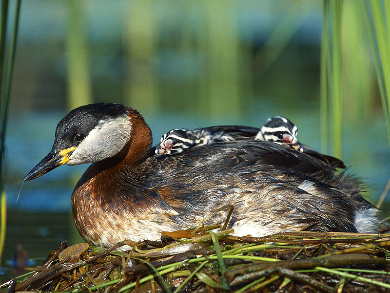 Great Crested Grebe (Podiceps cristatus) babies ©WikiC (Lukasz_Lukasik)