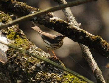Louisiana Waterthrush (Parkesia motacilla) ©WikiC
