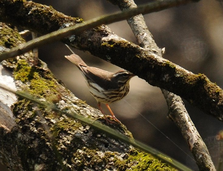 Louisiana Waterthrush (Parkesia motacilla) ©WikiC