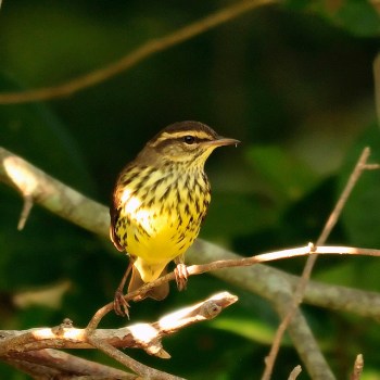 Northern Waterthrush (Parkesia noveboracensis) ©hjhipster