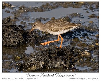 Common Redshank (Tringa totanus) by Ian 1