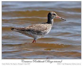 Common Redshank (Tringa totanus) by Ian 3