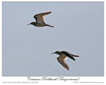 Common Redshank (Tringa totanus) by Ian 4