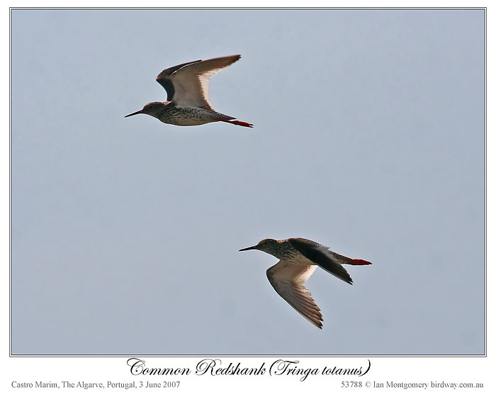 Common Redshank (Tringa totanus) by Ian 4
