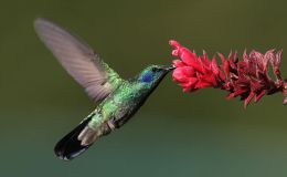 The Double Life of the Hummingbird ~ Creation&nbsp;Moments