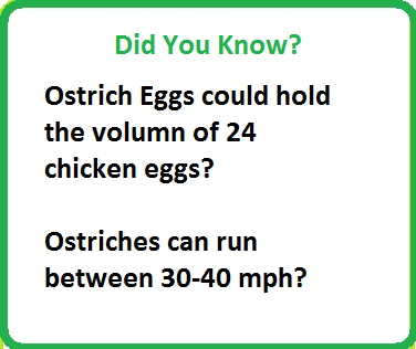 Did You Know Ostriches