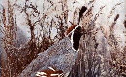 Vol 2 #2 – Gambel’s&nbsp;Partridge