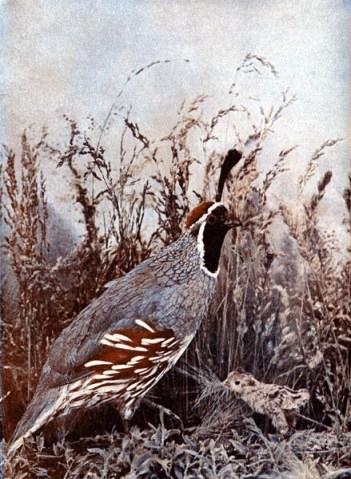 Gambel's Quail (Callipepla gambelii)