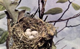 Vol. 2, No. 3 – The Yellow&nbsp;Warbler