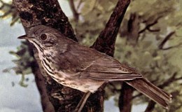 Vol. 2, No. 3 – The Hermit&nbsp;Thrush