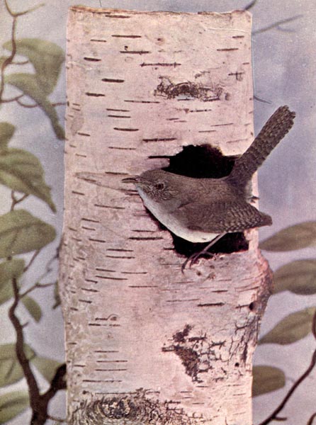 The House Wren for Birds Illustrated by Color Photography, 1897