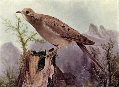 The Mourning Dove for Birds Illustrated by Color Photography, 1897