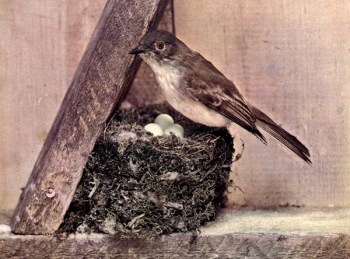 The Phoebe or Birds Illustrated by Color Photography, 1897