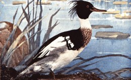 Birds Vol 2 #2 – The Red Breasted&nbsp;Merganser