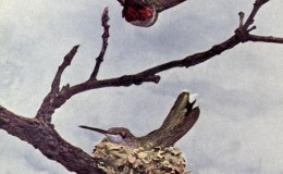 Vol. 2, No. 3 – The Ruby-Throated Humming&nbsp;Bird