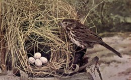 Vol. 2, No. 3 – The Song&nbsp;Sparrow