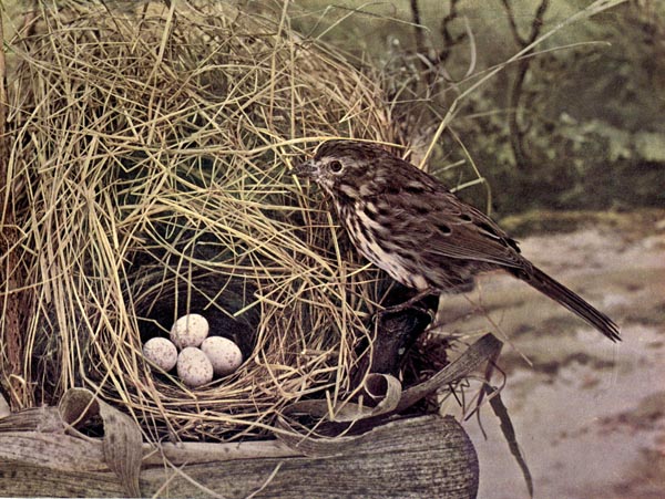 The Song Sparrow for Birds Illustrated by Color Photography, 1897