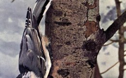 Vol. 2, No. 3 – The White-Breasted&nbsp;Nuthatch
