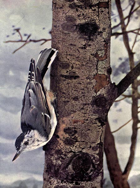 White-breasted Nuthatch or Birds Illustrated by Color Photography, 1897