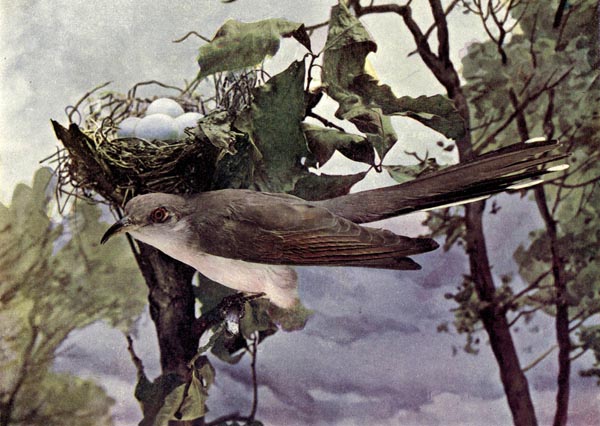 Yellow-billed Cuckoo for Birds Illustrated by Color Photography, 1897