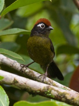 White-rimmed Brush-finch ©Dusan M Brinkhuizen