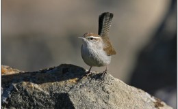 Sunday Inspiration –&nbsp;Wrens