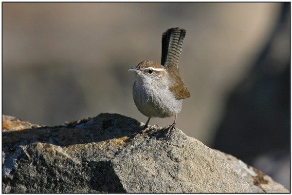 Bewick's Wren (Thryomanes bewickii) by Daves BirdingPix