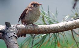 The Burgess Bird Book For Children&nbsp;Update