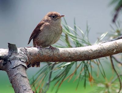 House Wren (Troglodytes aedon) by Ray