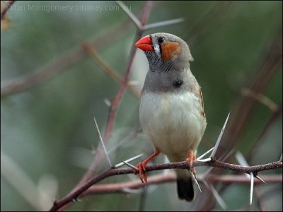 Zebra Finch (Taeniopygia guttata) by Ian